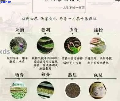 普洱茶与明前春茶：品种特点、 *** 工艺及品饮技巧全方位解析