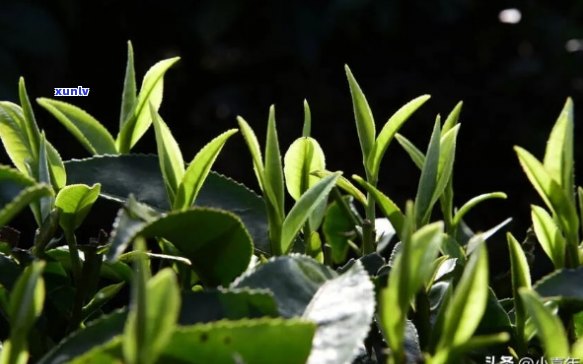 明前春芽是什么茶：解析春茶三宝，包括明前春茶、明前芽茶和明前春尖