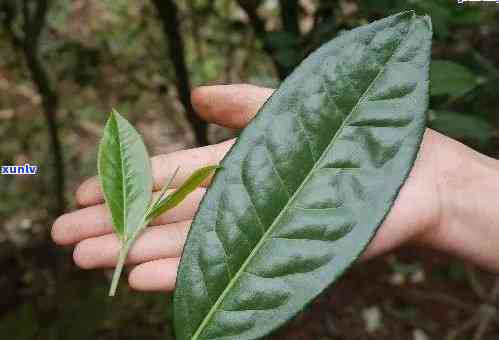 普洱茶细叶与粗叶的品质与功效比较：哪个更适合你？