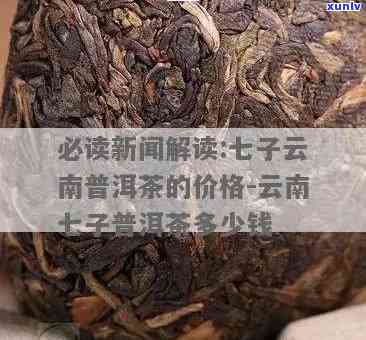 十五年普洱茶七子价格解析：全面了解市场行情与投资价值