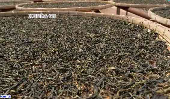 普洱茶几斤做一斤茶：探究不同 *** 方式下的茶叶换算关系