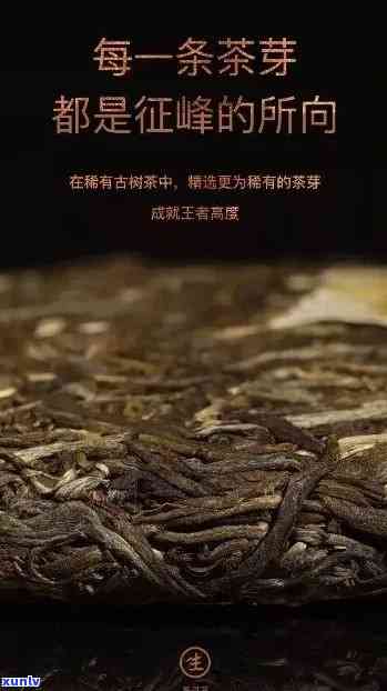 百年陈仓普洱茶：醇厚口感与时间的完美融合