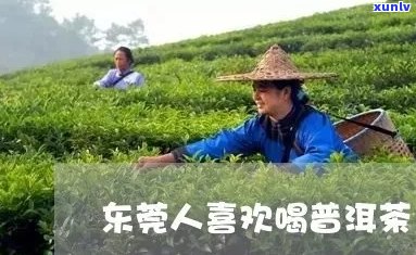 广东人爱喝普洱茶的原因