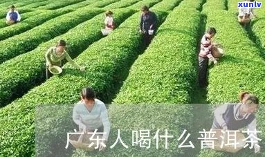 广东人能喝普洱茶吗