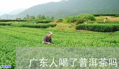 广东人能喝普洱茶吗