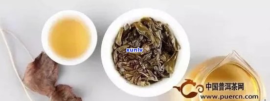 广东人能喝普洱茶吗