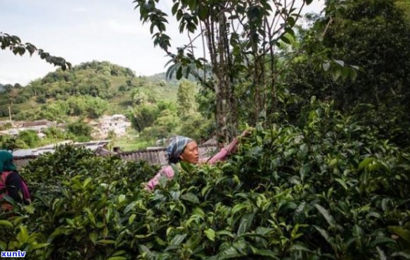 普洱茶中的茶籽：研究、功效与市场前景