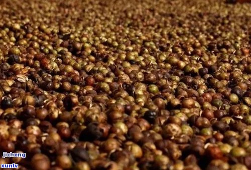 普洱茶中的茶籽：研究、功效与市场前景