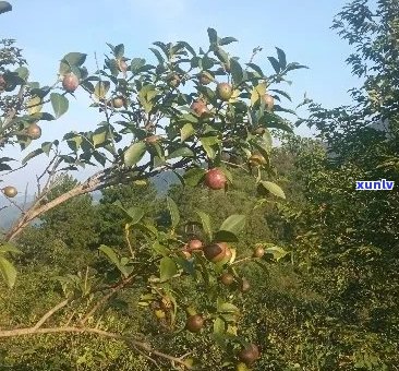 普洱茶籽多少钱1斤