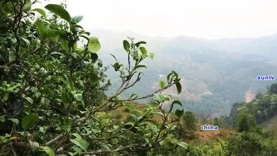 探究普洱茶：山河美景中的千年茶香