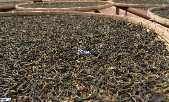 古树普洱新茶：品鉴与选购指南，了解品种、 *** 工艺和收藏价值