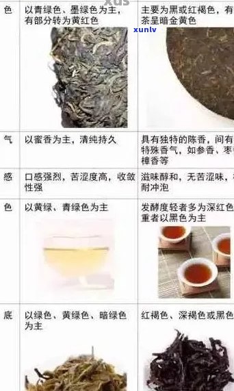 古树普洱新茶：品鉴与选购指南，了解品种、 *** 工艺和收藏价值