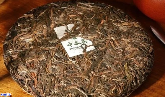 古树普洱新茶：品鉴与选购指南，了解品种、 *** 工艺和收藏价值