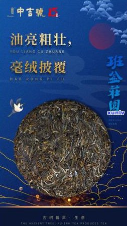 古树普洱茶的泡法大全：正确 *** 与技巧解析