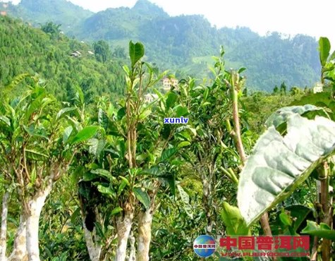 云南大叶种茶树的魅力：探索西畴县普洱茶的独特风味