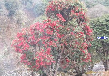 普洱茶大雪山价格表与最新市场价分析：大雪山普洱茶多少钱一斤？