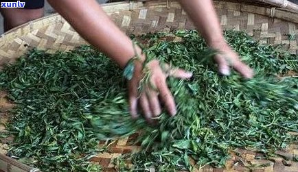 探究普洱茶 *** 的全过程：从采摘到压制，了解每一道工序的关键步骤