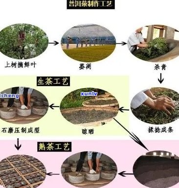 探究普洱茶 *** 的全过程：从采摘到压制，了解每一道工序的关键步骤