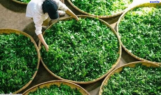 探究普洱茶 *** 的全过程：从采摘到压制，了解每一道工序的关键步骤