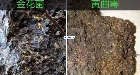 新普洱茶包装纸出现黄点的解决 *** 及可能原因分析