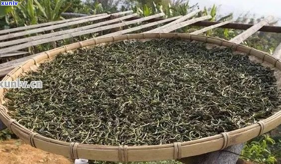 新探索普洱茶 *** 的秘密：一公斤普洱茶究竟需要多少斤优质叶？