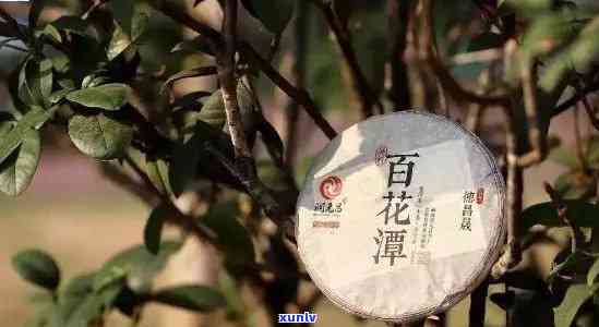 百花潭普洱茶与其他相似品种的区别与特点是什么？