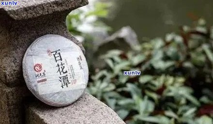 百花潭普洱茶与其他相似品种的区别与特点是什么？