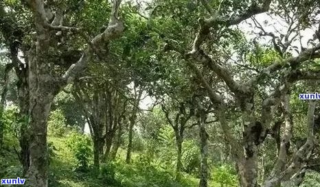 百花潭普洱茶口感：古树生普，特色介绍，口感如何