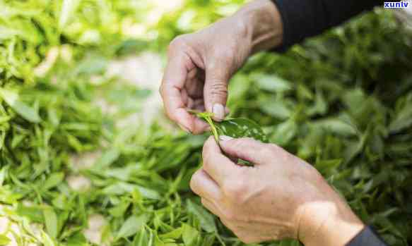 探寻普洱茶山之巅：揭秘六大茶山的魅力与特色