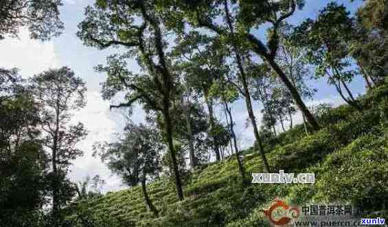 攸乐普洱茶产地及品种：探索云南攸乐茶区的魅力与特色