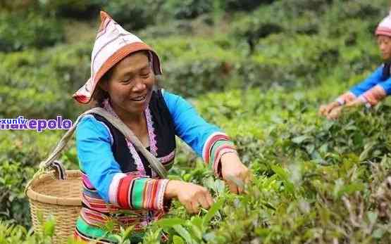 新探索大渡岗普洱茶与阿清茶叶的风味之争，究竟谁才是消遣佳品？