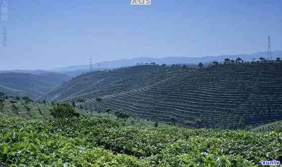 新探索大渡岗普洱茶与阿清茶叶的风味之争，究竟谁才是消遣佳品？