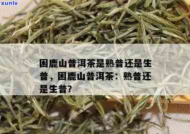 困鹿山普洱茶：揭秘熟普与生普的区别，哪种更适合你？