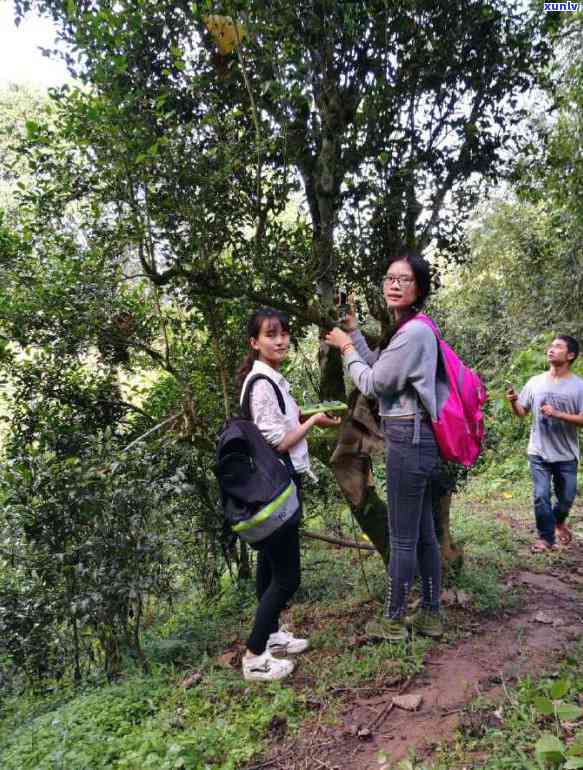 云南倚邦地区普洱茶的独特魅力：品味其醇厚口感与复杂香气