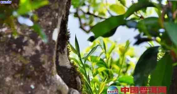 探寻云南普洱茶倚邦的原产地与独特风味：一场茶叶之旅