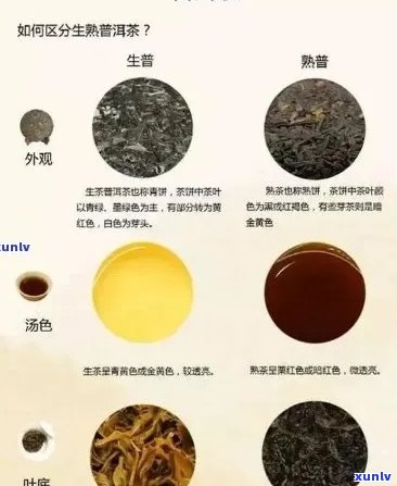 易普洱茶：品质、 *** 工艺、功效与泡法的全面解析