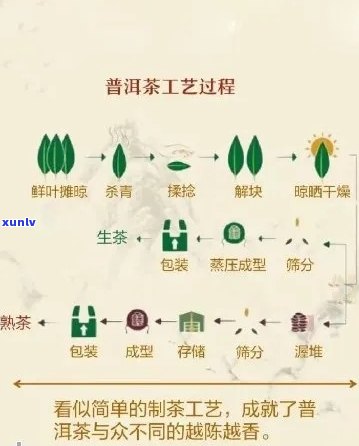 普洱茶 *** 全流程：从揉捻到冲泡，每个步骤都需要多长时间？