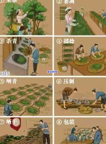 普洱茶 *** 全流程：从揉捻到冲泡，每个步骤都需要多长时间？