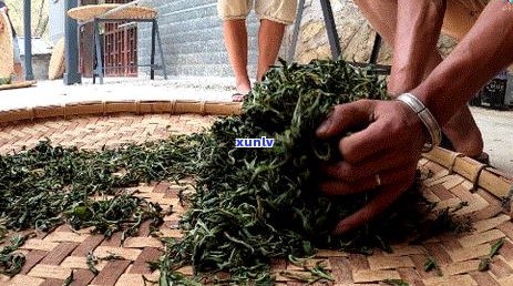 普洱茶揉茶要揉几分：制茶工艺与时间的关系