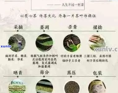 探究普洱茶揉捻时间与品质之间的关系：一篇全面分析的文章