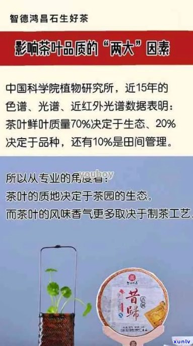 探究普洱茶揉捻时间与品质之间的关系：一篇全面分析的文章