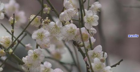 普洱茶口味淡好不好？普洱茶为什么口味淡？