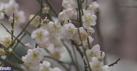 普洱茶口味淡好不好？普洱茶为什么口味淡？