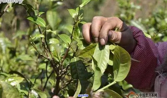 大忠山普洱茶：口感的独特魅力及其 *** 工艺