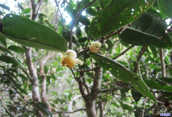 最香的普洱茶是景迈山茶？价格和树种类如何？