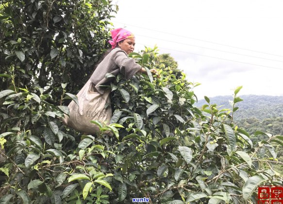 普洱茶价格差异：几十块与几百块之间的区别在哪里？