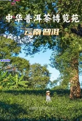 普洱茶博园自助餐厅价格及开放时间全面解析，让美食与文化一网打尽！