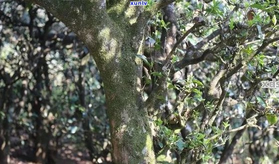 一盒普洱茶：探寻云南古树茶的秘密与韵味