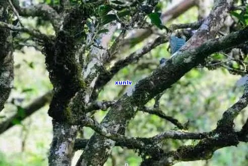 一盒普洱茶：探寻云南古树茶的秘密与韵味