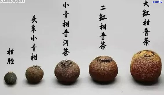 小青柑与糯香沱茶的比较：哪个更适合你？